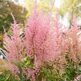 Astilbe d'Arends Erika - Willemse