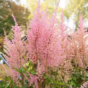 Astilbe d'Arends Erika - Willemse