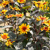 Héliopsis faux hélianthe Burning Hearts - Willemse