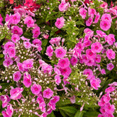 Phlox paniculé Bambini Desire - Willemse