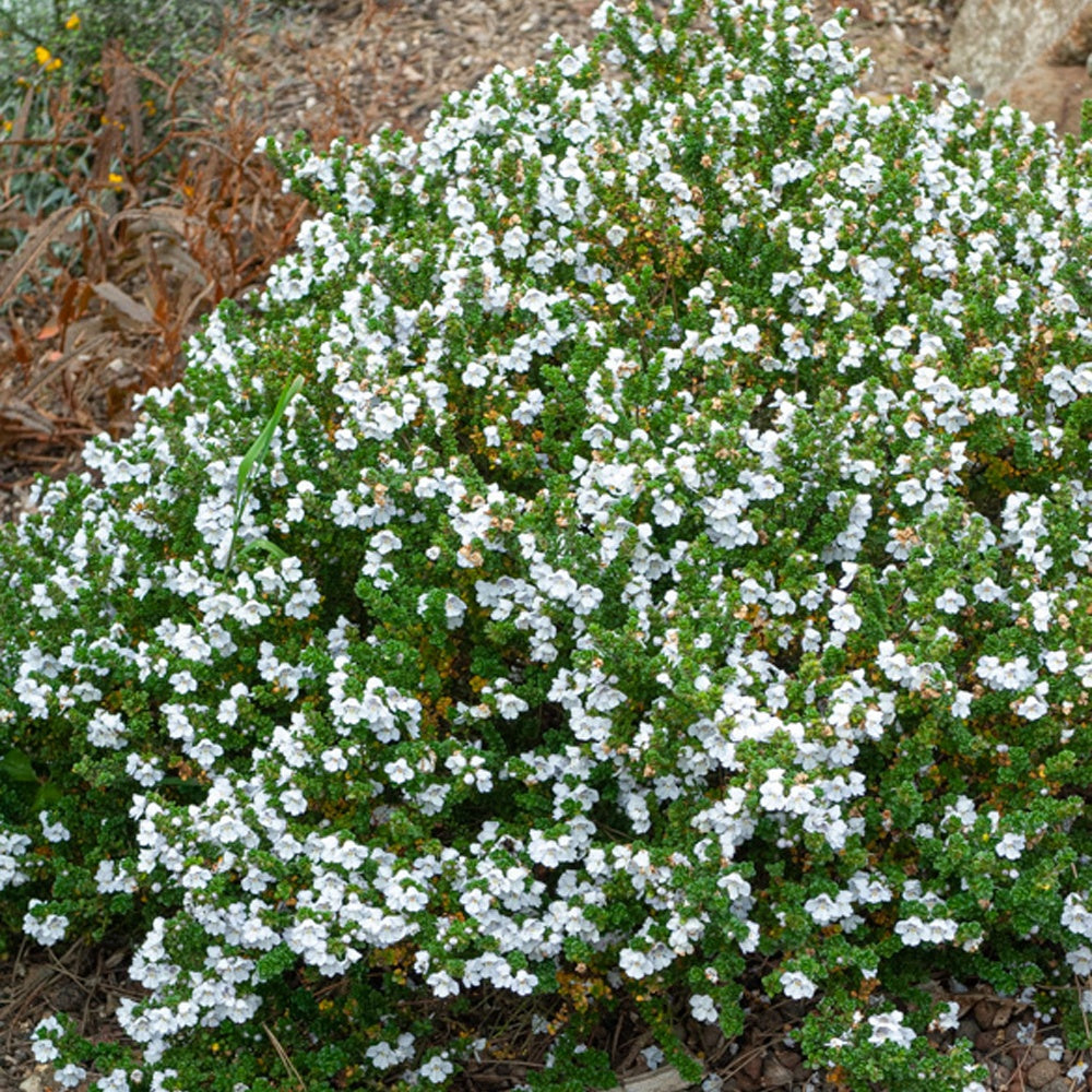 Menthe australienne - Willemse