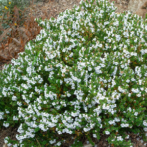 Menthe australienne - Willemse