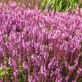 Sauge des bois rose clair - Willemse