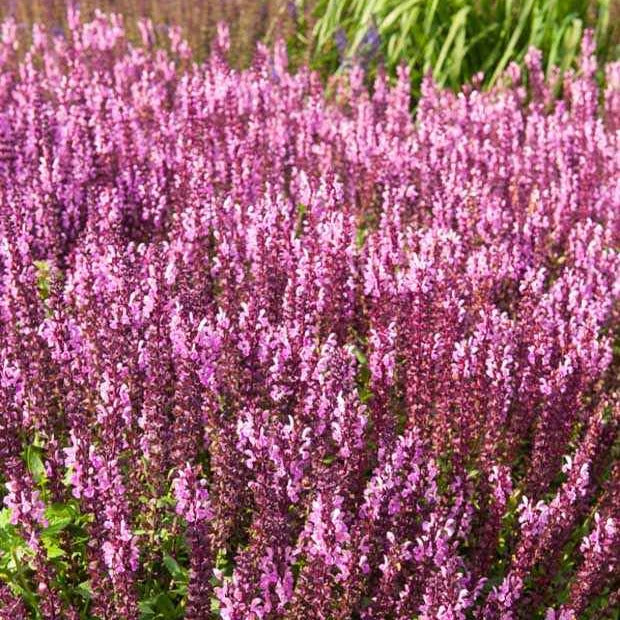 Sauge des bois rose clair - Willemse