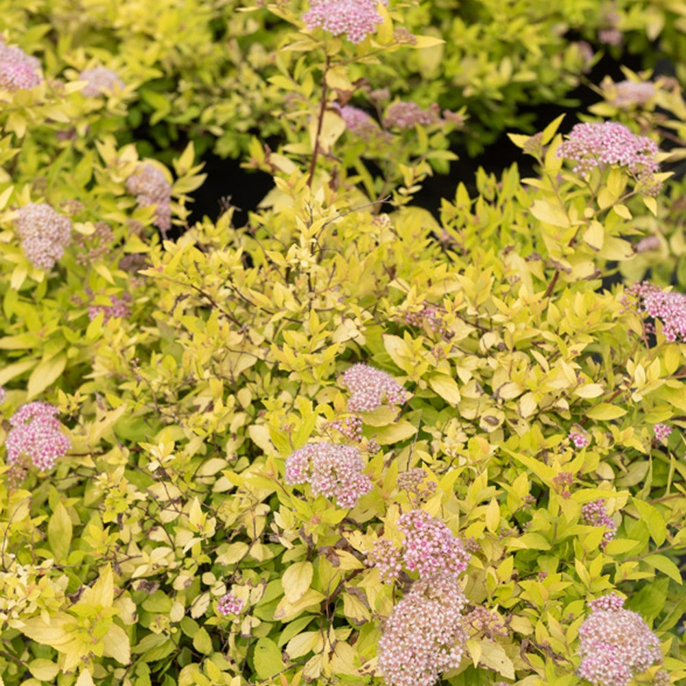 Spirée japonaise Goldmound - Willemse
