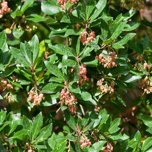 Arbousier - Arbousier Rubra - Arbutus unedo 'rubra'