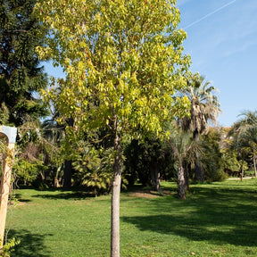 Cinnamomum camphora - Camphrier - Arbres persistants