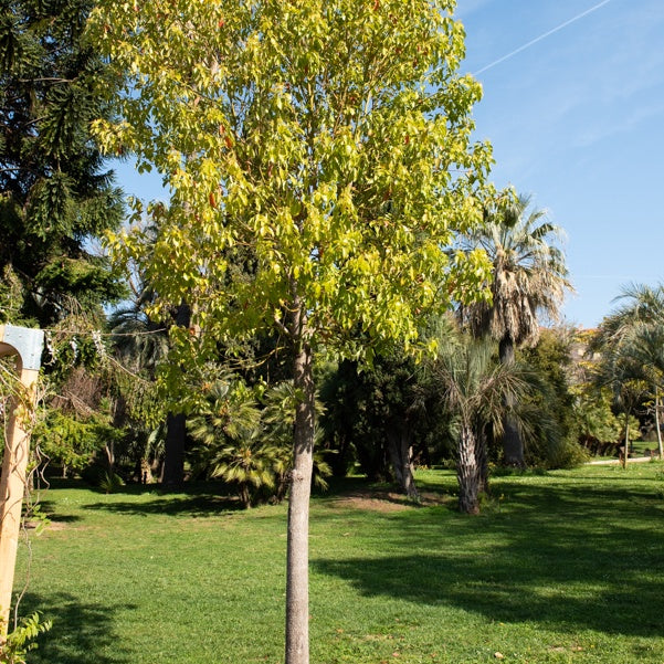Cinnamomum camphora - Camphrier - Arbres persistants