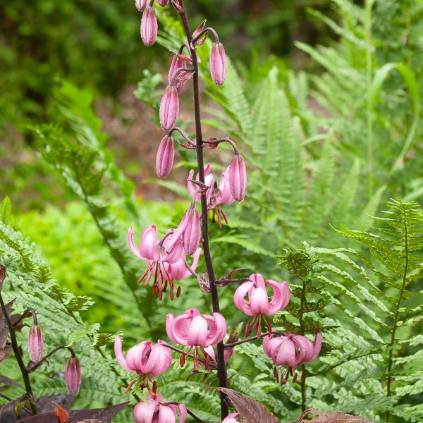 Lys 'Pink morning' - Willemse
