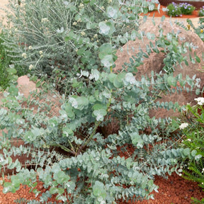 Eucalyptus pulverulenta Baby Blue - Eucalyptus Baby Blue - Eucalyptus