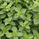 Plant d'Origan - Willemse
