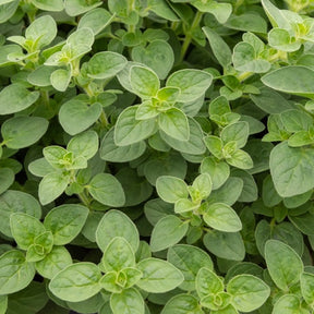 Plant d'Origan - Willemse