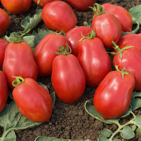 3 Plants de Tomate allongée Roma VF - Willemse
