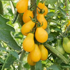 3 Plants de Tomate Cerise Yellow Pearshed - Willemse