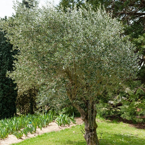Olivier grand sujet - Olea europaea - Willemse