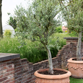 Olea europaea - Olivier grand sujet - Olivier