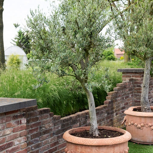 Olea europaea - Olivier grand sujet - Olivier