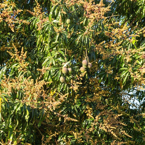 Mangifera indica var. osteen / kensington pride / tommy atkins - Collection de 3 manguiers (Osteen, Kensington Pride, Tommy Atkins) - Arbre manguier