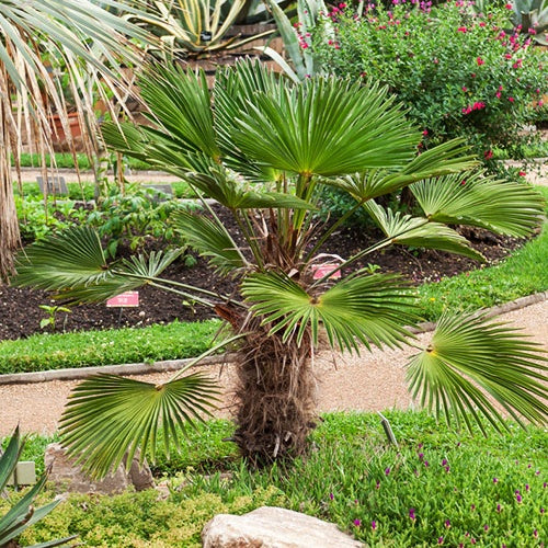 Collection de trois palmiers rustiques pour décor immédiat - Butia capitata / jubaea chilensis / trachycarpus wagnerianus - Willemse