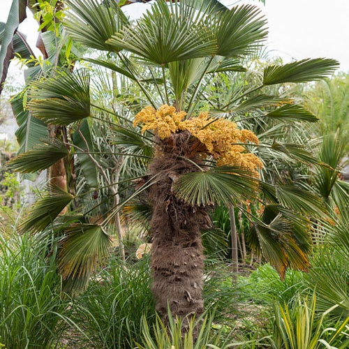 Butia capitata / jubaea chilensis / trachycarpus wagnerianus - Collection de trois palmiers rustiques pour décor immédiat - Palmier
