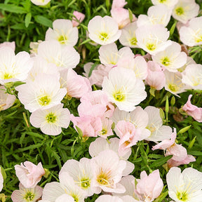 2 Œnothères Siskiyou Pink - Onagres - Willemse