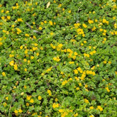 Lysimachia - Herbe aux écus - Willemse