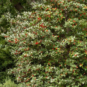Ilex aquifolium - Houx commun - Houx