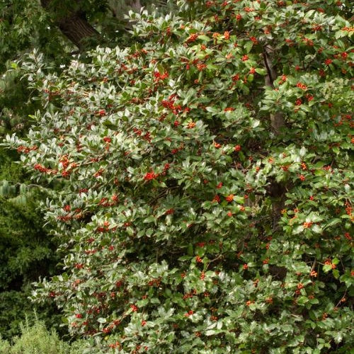 Ilex aquifolium - Houx commun - Houx