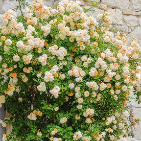 Rosier Ghislaine de Féligonde - Rosa Ghislaine de Féligonde - Willemse