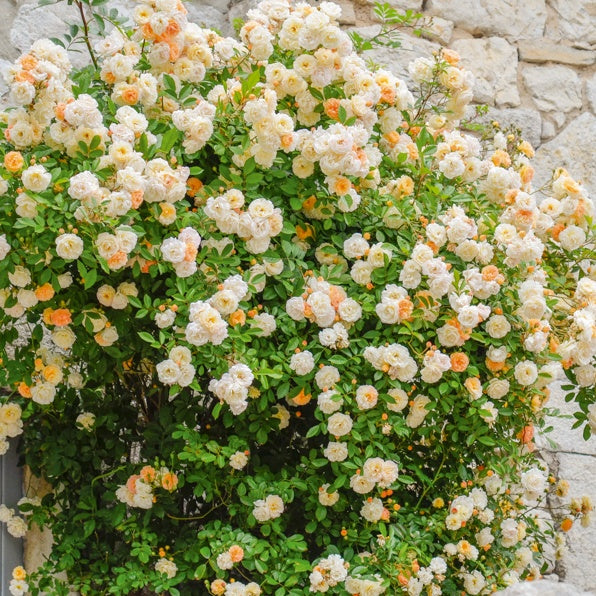 Rosier Ghislaine de Féligonde - Rosa Ghislaine de Féligonde - Willemse