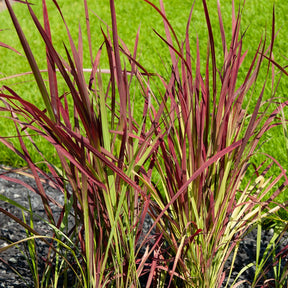 Graminées - Imperatas Red Baron - Imperata cylindrica Red Baron