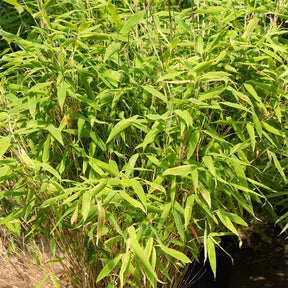 Bambou Fargesia rufa non-traçant - Fargesia rufa - Willemse