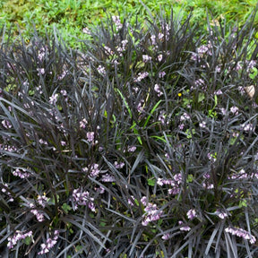 Vente Ophiopogon noir Niger - Ophiopogon planiscapus Nigrescens
