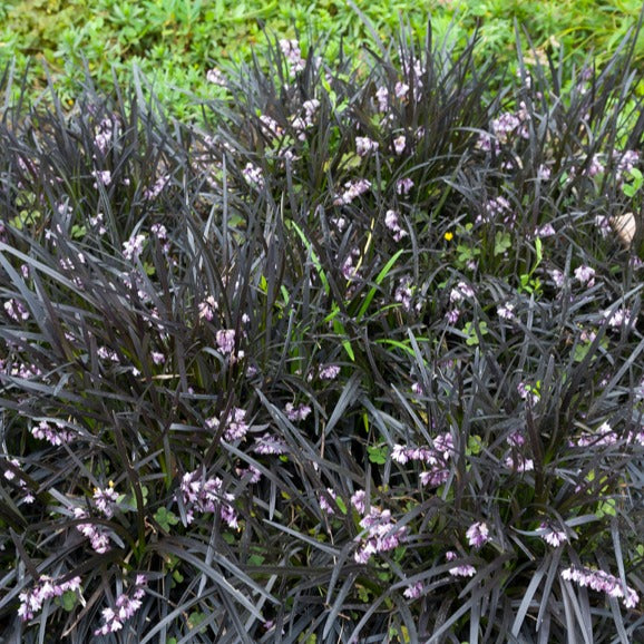 Vente Ophiopogon noir Niger - Ophiopogon planiscapus Nigrescens