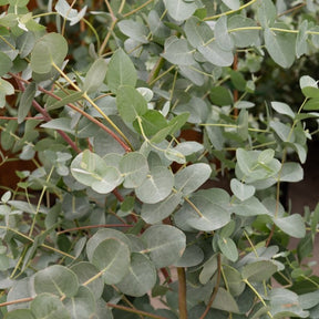 Vente Eucalyptus gunnii