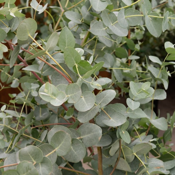 Vente Eucalyptus gunnii