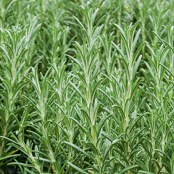 Romarin officinal - Plantes vivaces aromatiques - Willemse