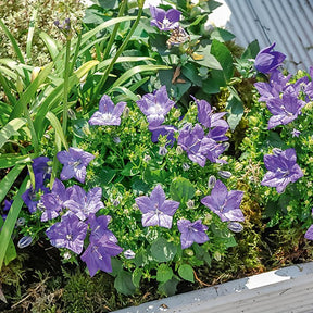 Campanule - Campanule des Carpates - Campanula carpatica
