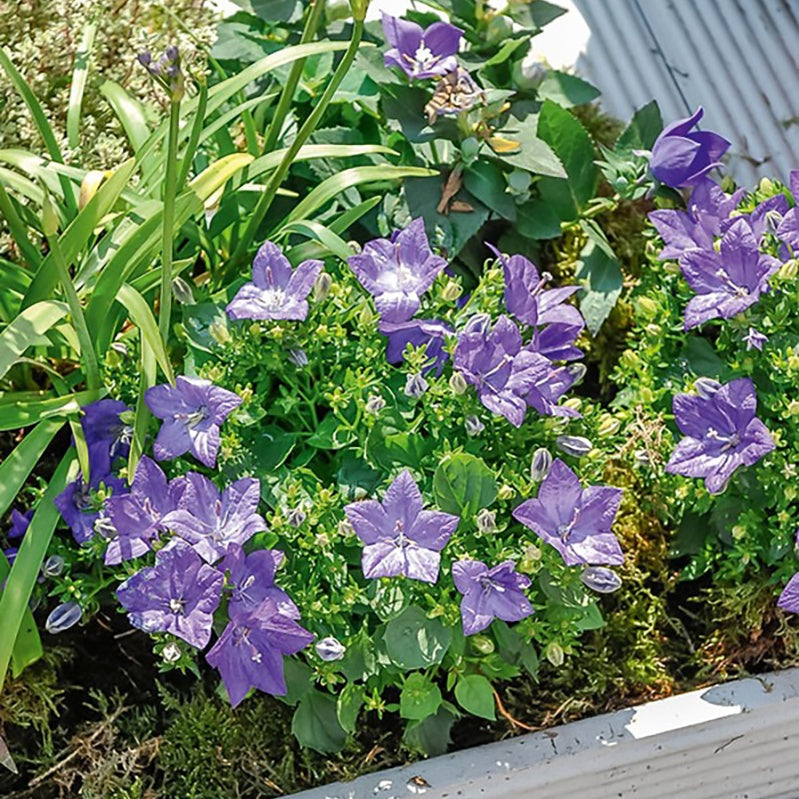 Campanule - Campanule des Carpates - Campanula carpatica
