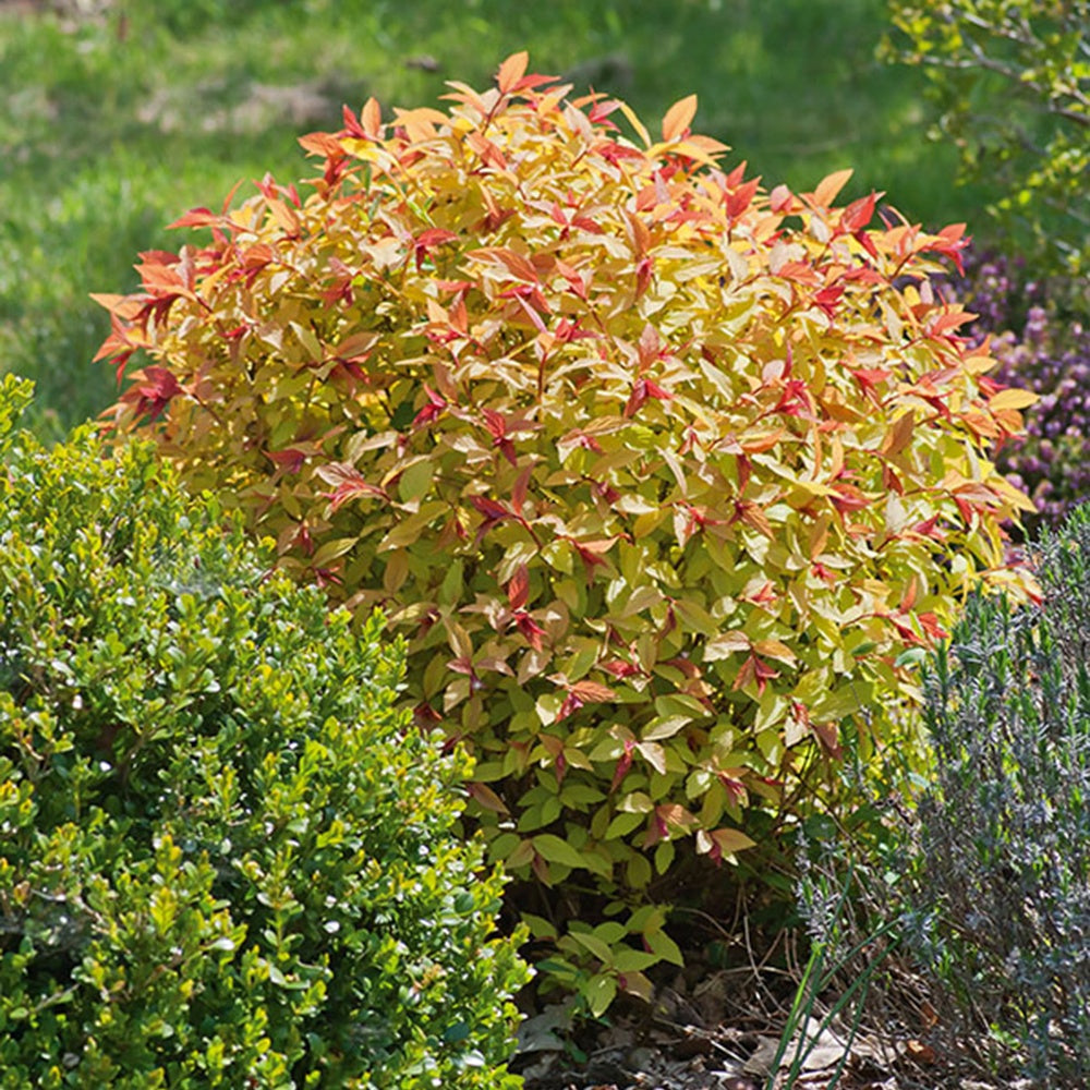 Spirée du Japon Goldflame - Willemse