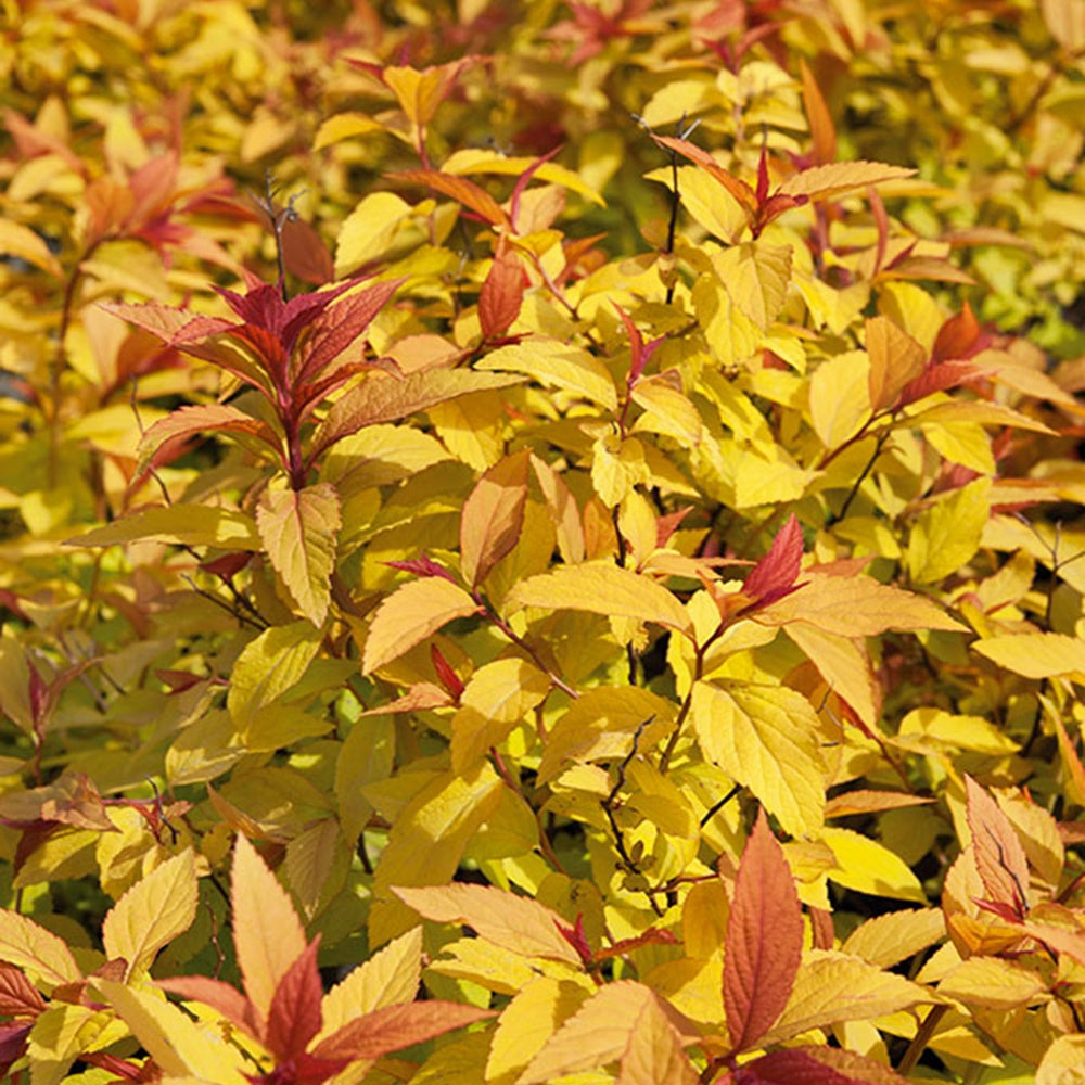 Spiraea japonica goldflame - Spirée du Japon Goldflame - Spirées