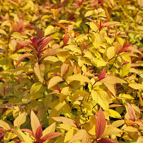 Spiraea japonica goldflame - Spirée du Japon Goldflame - Spirées