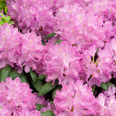 Rhododendron Roseum Elegans - Willemse