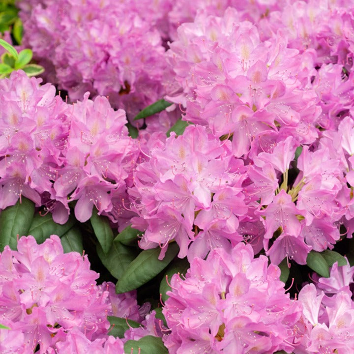 Rhododendron Roseum Elegans - Willemse