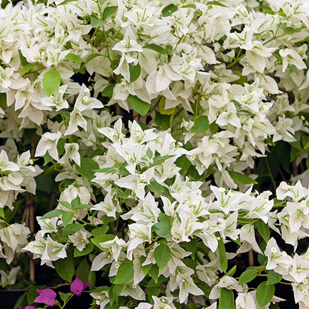 Vente Bougainvillier Blanc