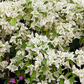Vente Bougainvillier Blanc