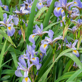 Iris versicolore - Willemse