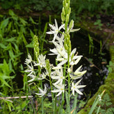 3 Camassies Alba - Willemse