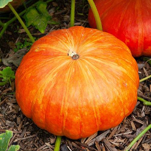 Potiron Rouge vif d'Etampes - Willemse