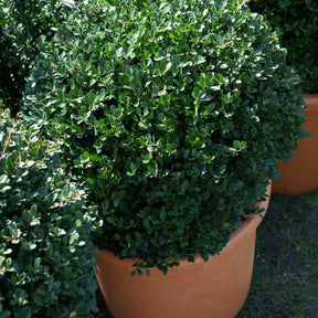 Ilex crenata Dark Green - Houx crénelé boule Dark Green® - Houx
